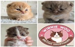 British Shorthair cats for sale: Beautiful TICA registered BSH kittens 🌈 - Image 1