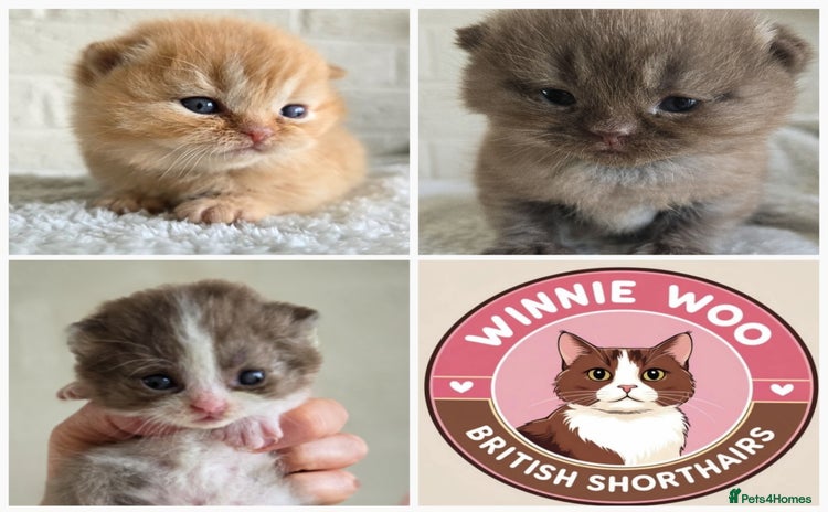 British Shorthair cats - Advert 4