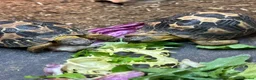 Tortoise reptiles for sale: Various Tortoises At Urban Exotics - Advert 11