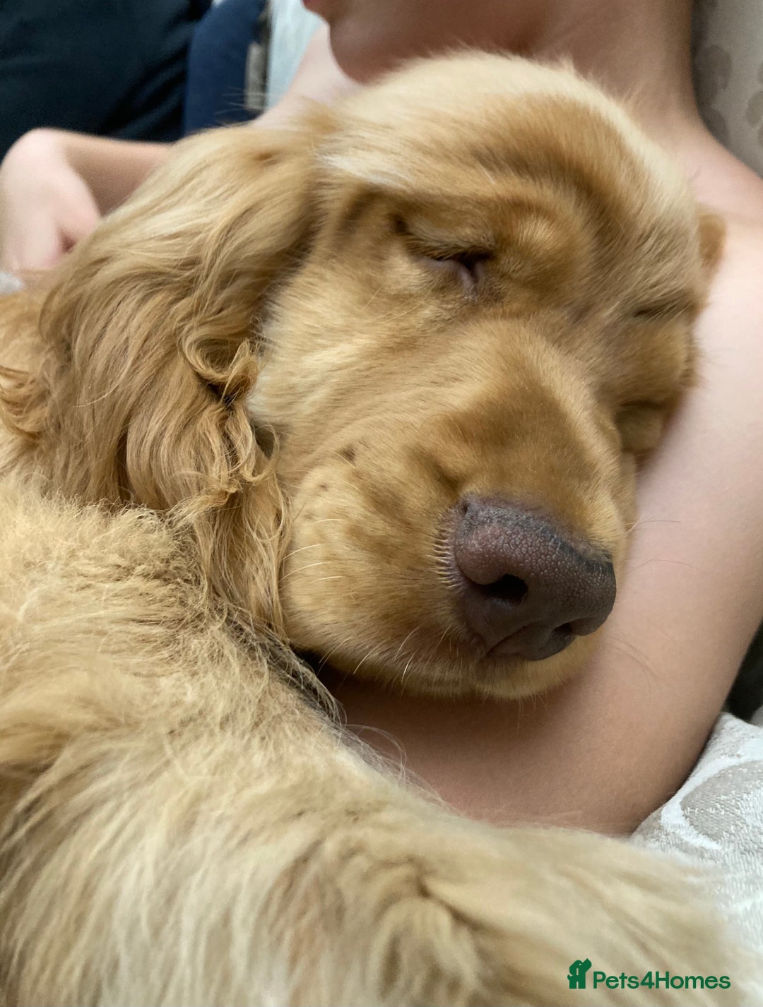 Cocker Spaniel dogs for sale: KC Show Cocker Spaniel Puppies - Due Sept  - Image 21