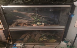 Boa Snake reptiles for sale: Brother and sister with tanks  - Advert 1