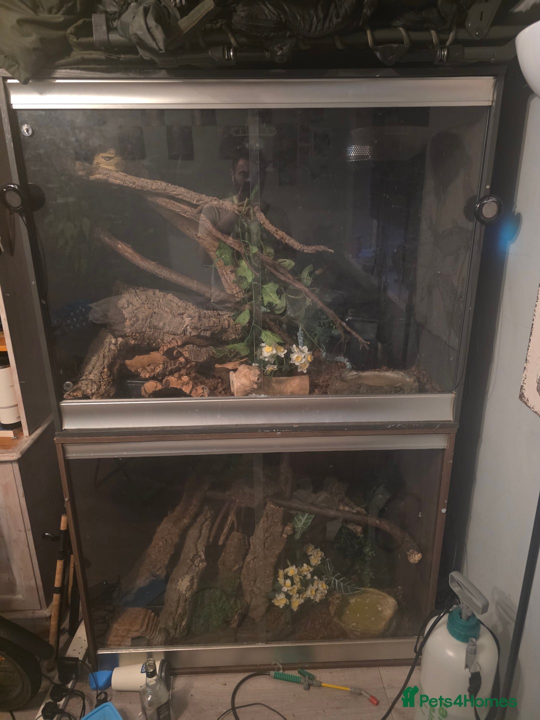 Boa Snake reptiles for sale: Brother and sister with tanks  - Advert 1