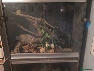 Boa Snake reptiles Brother and sister with tanks - Advert 1