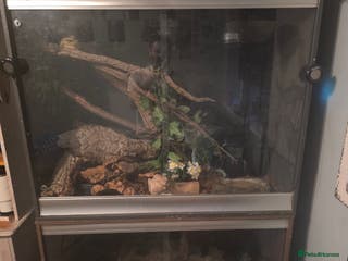 Boa Snake reptiles Brother and sister with tanks - Advert 5