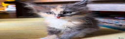 Maine Coon cats for sale: Maine Coon kittens, pure bred, TICA registered - Advert 2