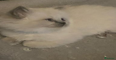 Persian cats - Advert 3