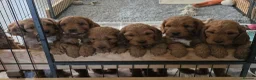 Cockapoo dogs for sale: Stunning f1 fox red cockapoos  - Advert 7