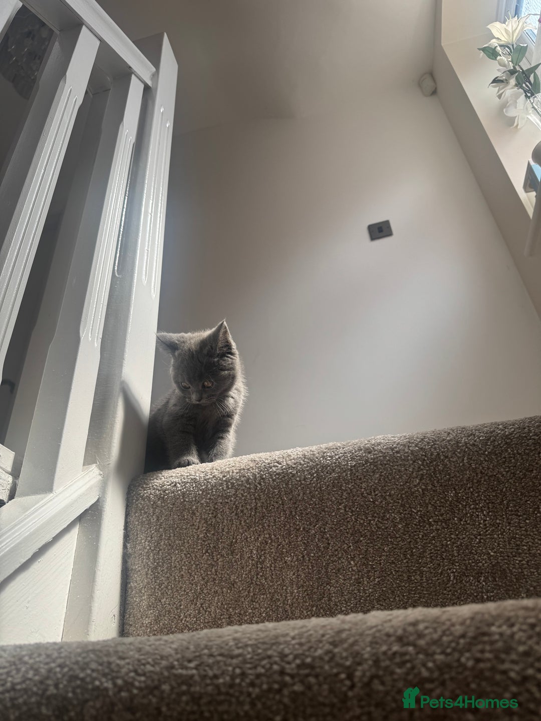 British Shorthair cats for sale: Outstanding PURE BSH kitten - Image 5
