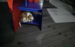 Shihpoo dogs for sale: Shitzpoo  - Image 2