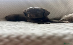 Cockapoo dogs for sale: beautiful toy cockapoo - Image 1