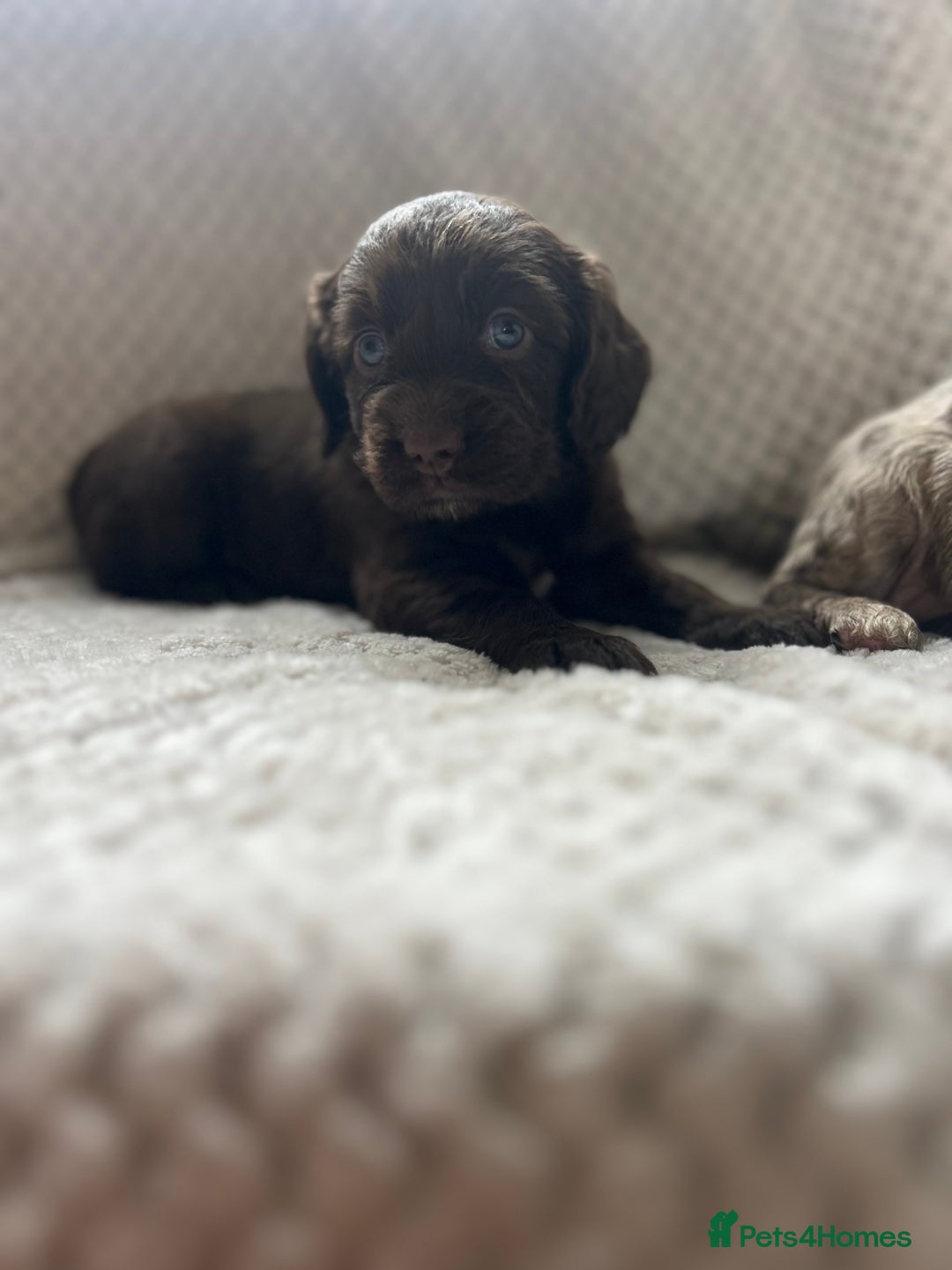 Cockapoo dogs for sale: beautiful toy cockapoo - Image 1