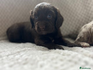 Cockapoo dogs - Advert 5