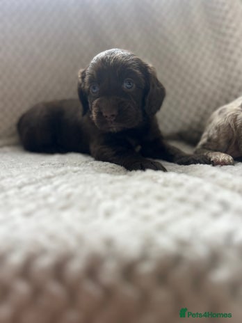Cockapoo dogs - Advert 6