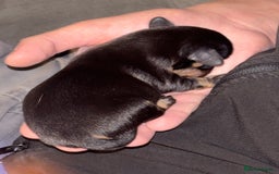 Chiweenie dogs for sale: 3 Beautiful chiwennie Girls - Advert 10