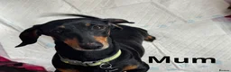 Miniature Dachshund dogs for sale: Miniature dachshund - Advert 2
