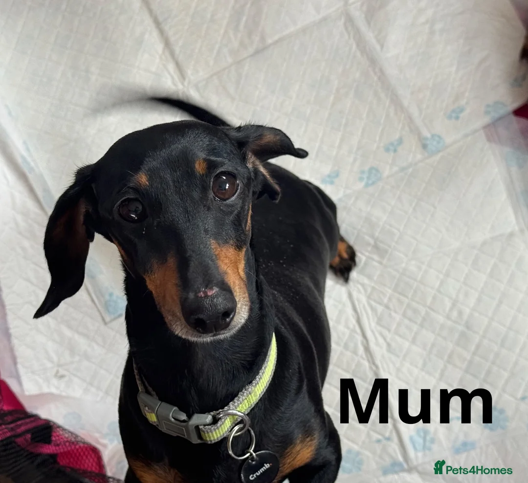 Miniature Dachshund dogs for sale: Miniature dachshund - Advert 2