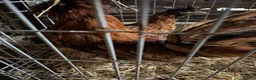 Chickens poultry for sale: POL hens and ducks - Advert 10