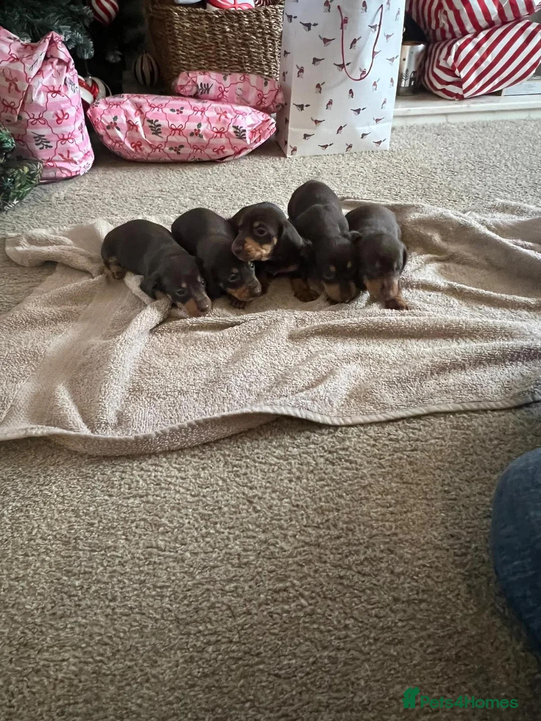 Miniature Dachshund dogs for sale: ONLY 3 LEFT miniature dachshunds - Advert 2