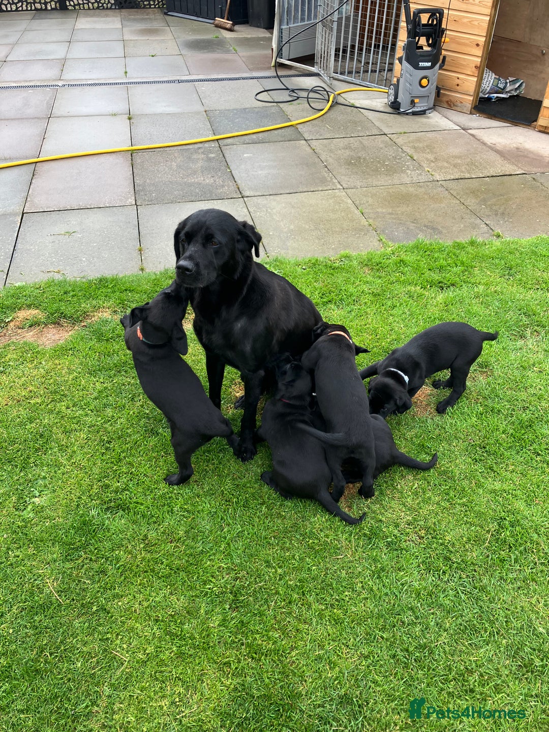 Labrador Retriever dogs for sale: Black Labrador Retriever - Image 9