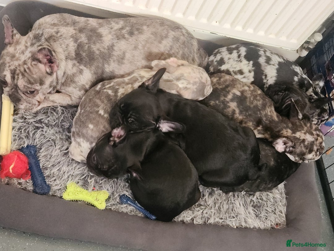 French Bulldog dogs for sale: Beautiful Puppy's For Sale  - Advert 7