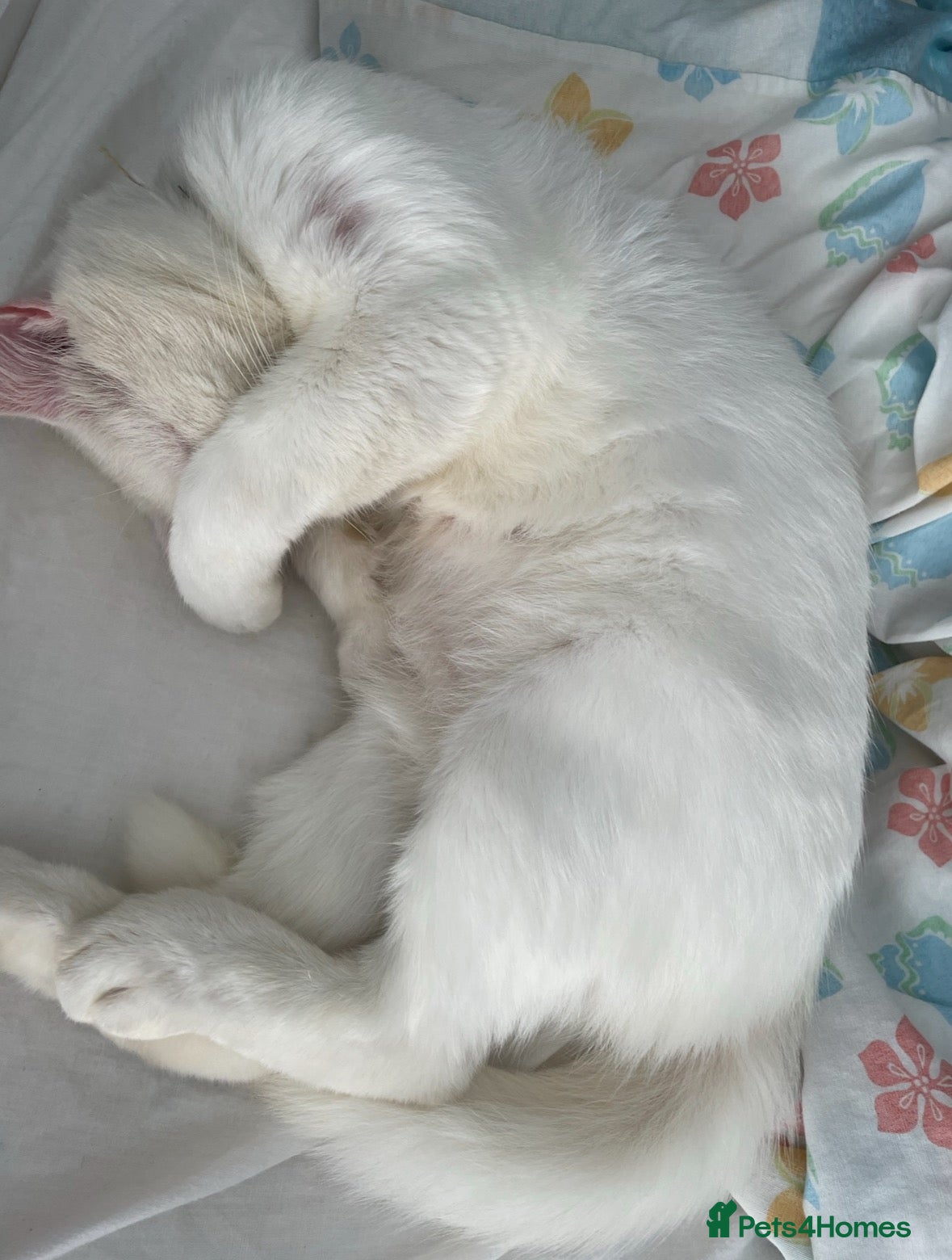 Mixed Breed cats Sweet 5-Year-Old Male Cat Looking for Loving Home - Advert 8