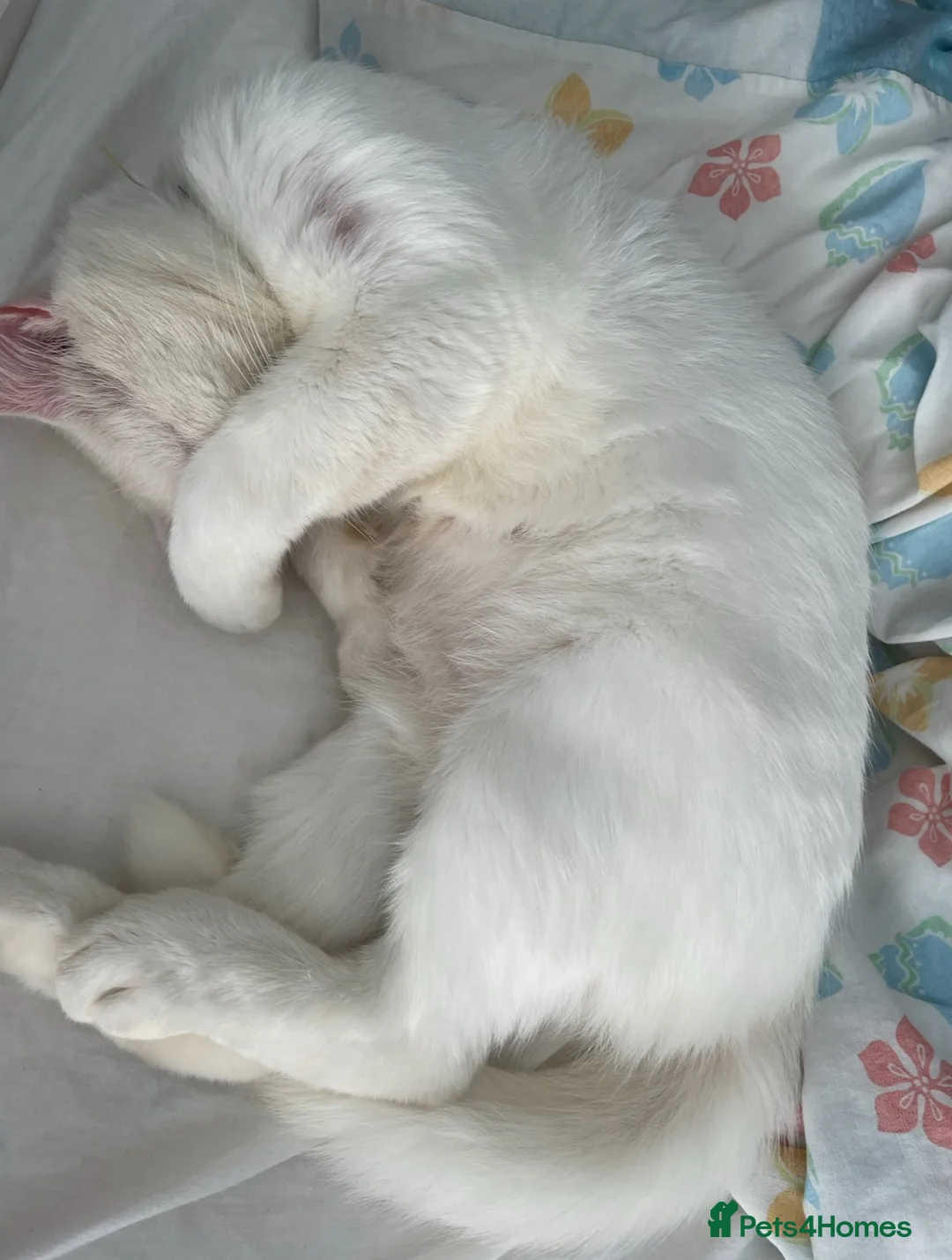 Mixed Breed cats for sale: Sweet 5-Year-Old Male Cat Looking for Loving Home - Advert 1