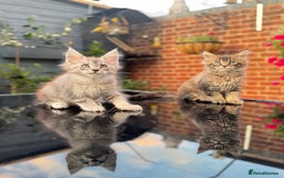 Maine Coon cats for sale: Perfect Maine Coons - Image 14
