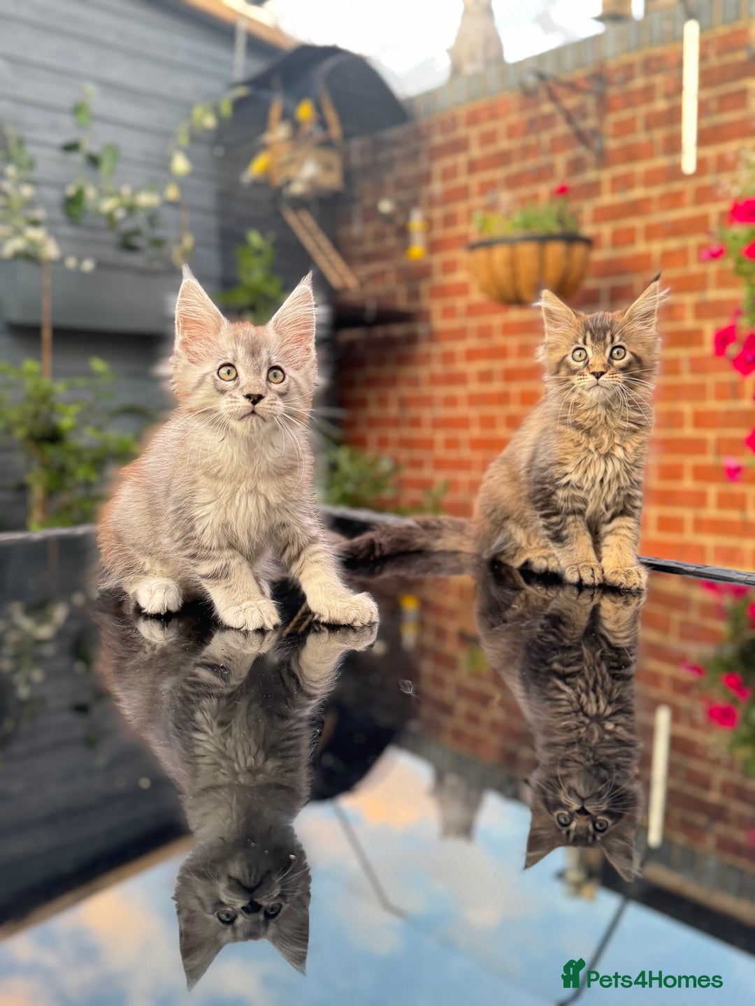 Maine Coon cats for sale: Perfect Maine Coons - Image 14