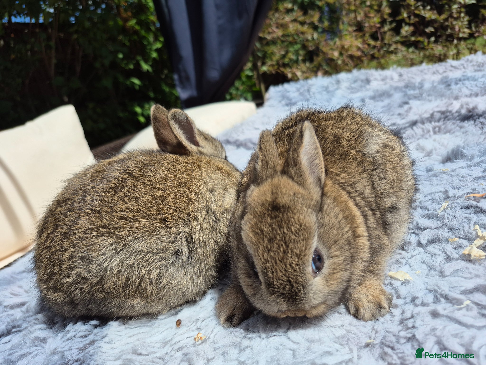 Netherland Dwarf rabbits for sale: Netherland dwarfs dwarf lops mini lops - Advert 6