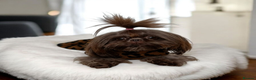 Shih Tzu dogs for sale: Last gorgeous tiny chocolate boy available - Advert 4