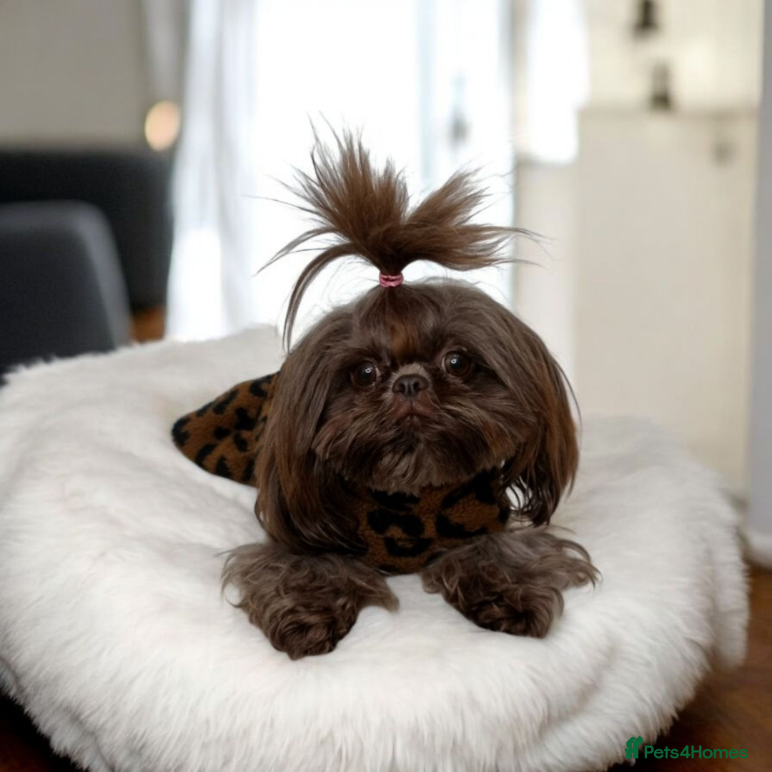 Shih Tzu dogs for sale: Last gorgeous tiny chocolate boy available - Advert 4