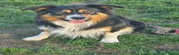 Bordoodle dogs for sale: Handsome doodle boy pups - Advert 15