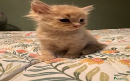 Mixed Breed cats for sale: Ragdoll X Russian Blue X - Image 4