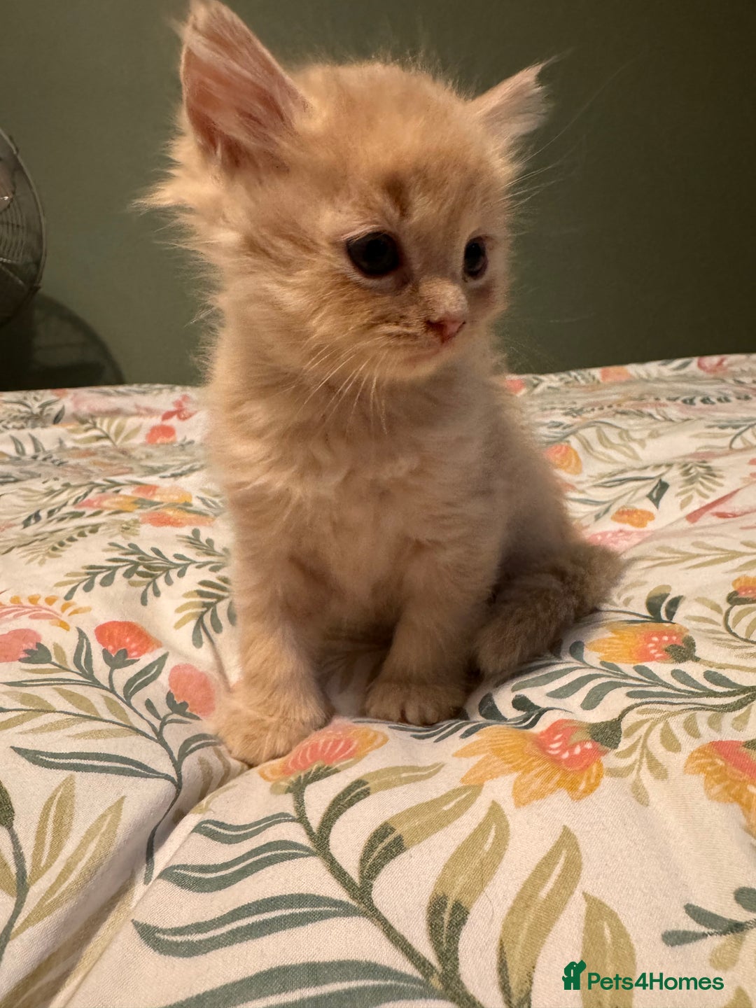 Mixed Breed cats for sale: Ragdoll X Russian Blue X - Image 4