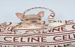 French Bulldog dogs for sale: Fluffy French Bulldogs/DNA Tested Parents  - Image 35