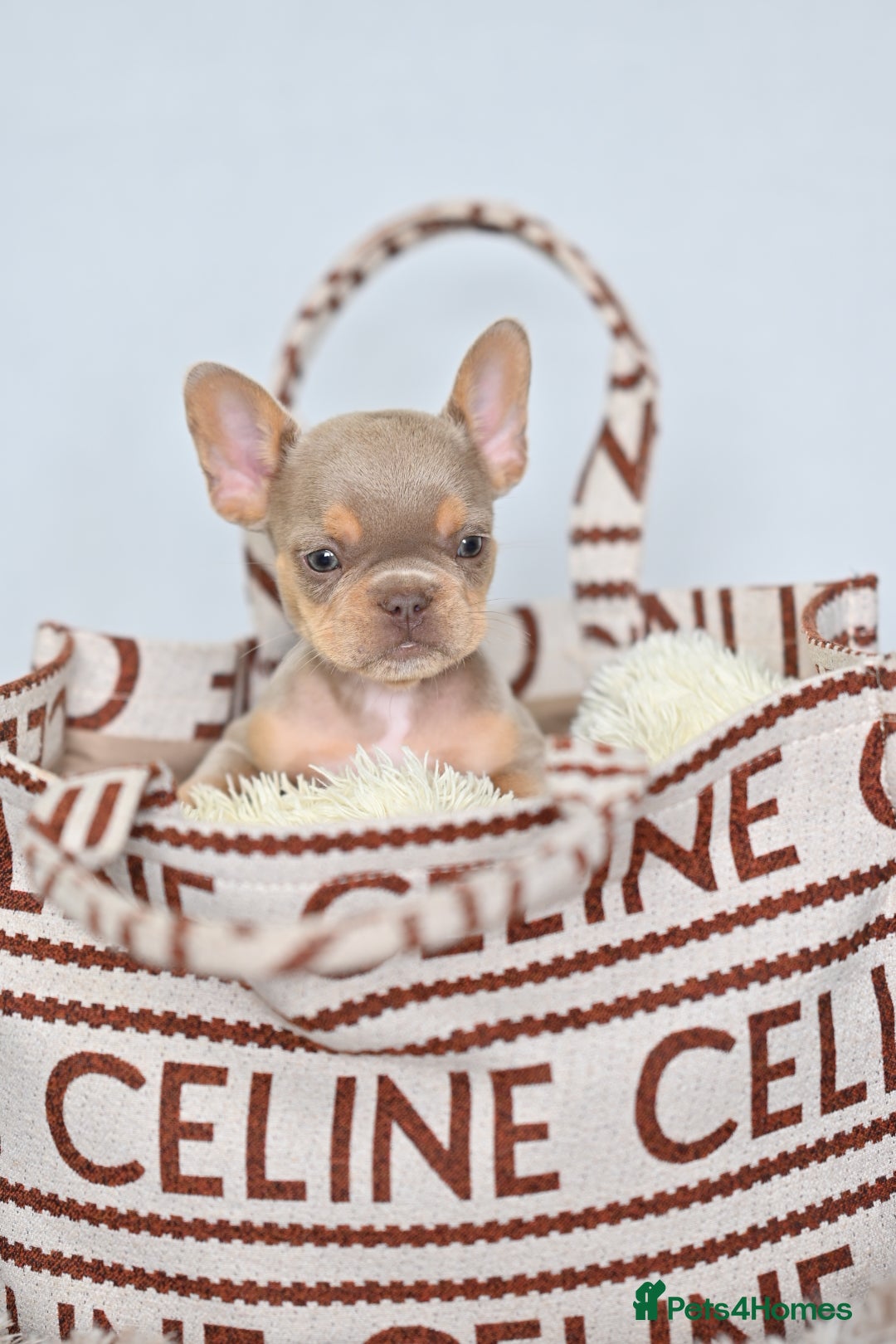 French Bulldog dogs for sale: Fluffy French Bulldogs/DNA Tested Parents  - Image 35