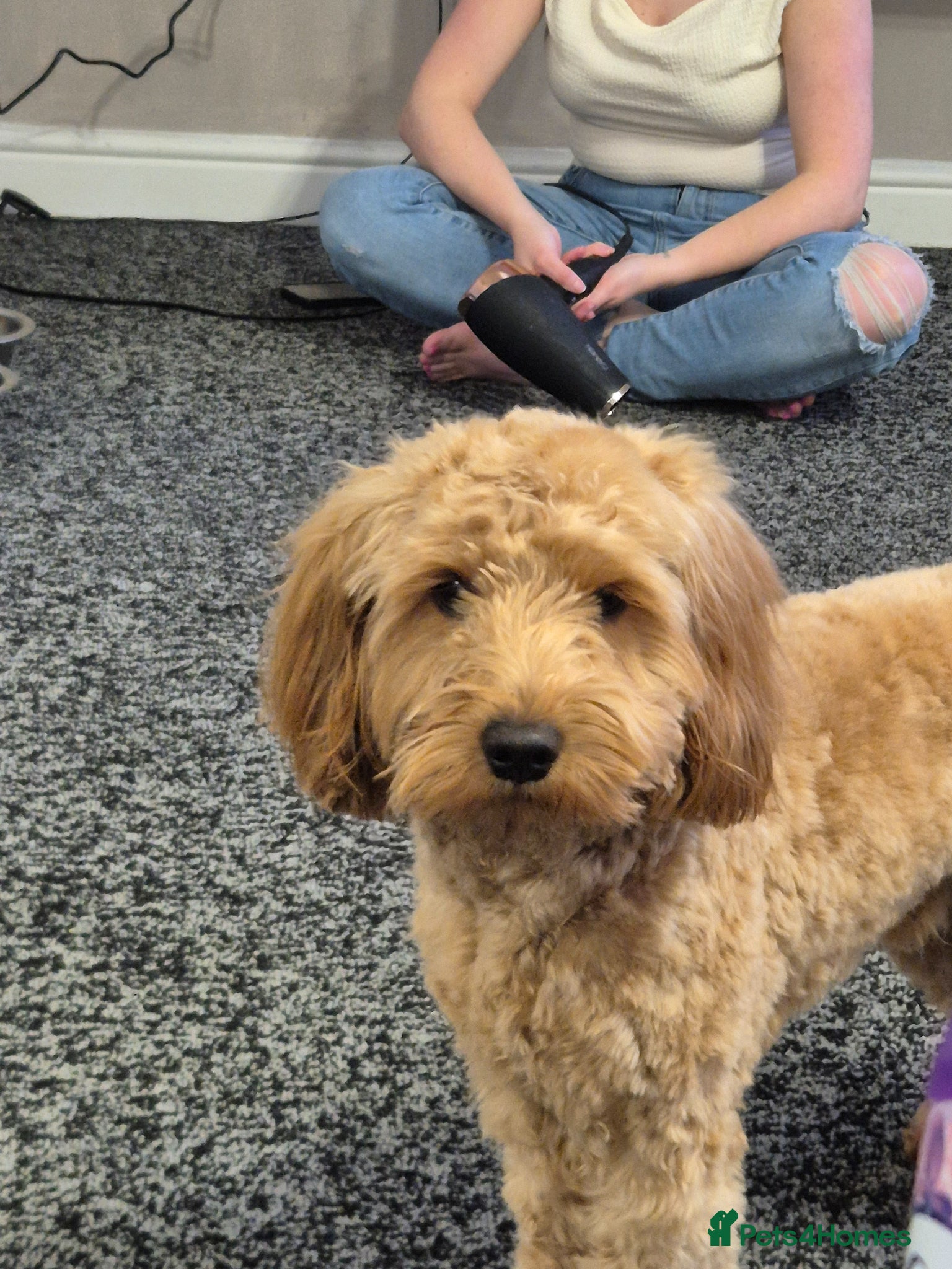 Cockapoo dogs for stud: I have a stunning Toy F2 Cockapoo for stud  in Saltburn-by-the-Sea - Advert 5
