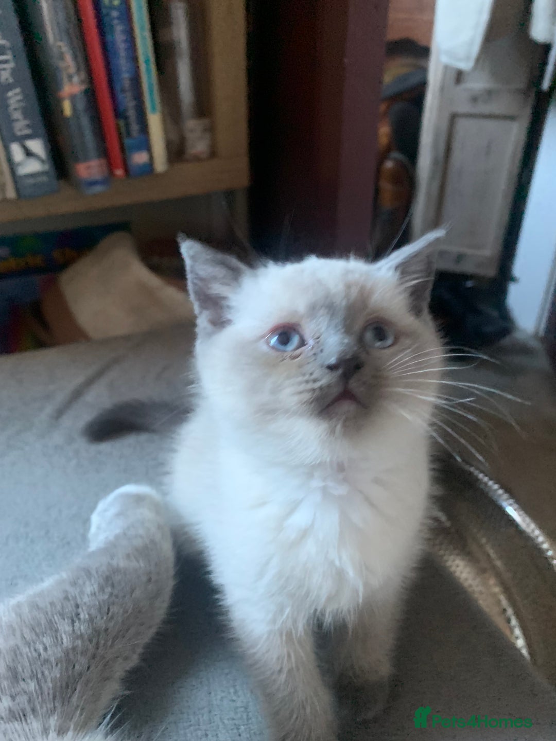 Persian cats for sale: cute 9wk old adorable bundle of joy Persian kitten - Advert 23