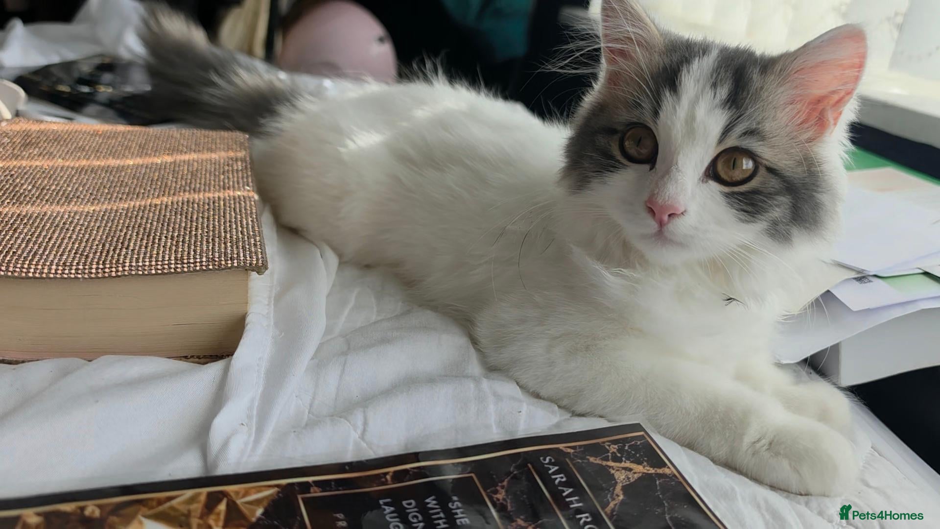 Persian cats 🐾 Beautiful Kitten Looking for Her Forever Home  - Advert 8