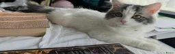 Persian cats for sale: 🐾 Beautiful Kitten Looking for Her Forever Home  - Advert 1