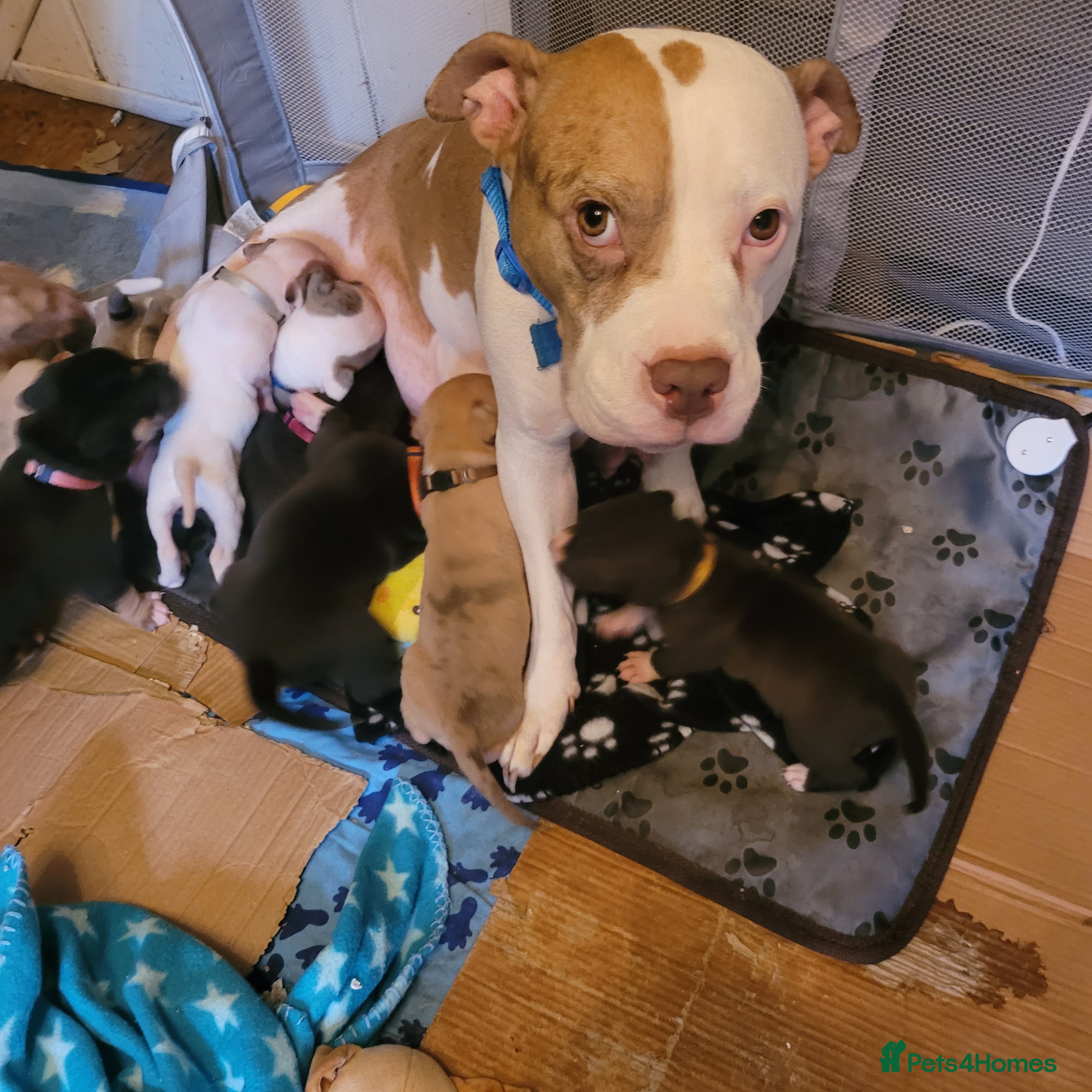 Mixed Breed dogs Gorgeous American Bulldog cross mastiff puppies - Advert 10