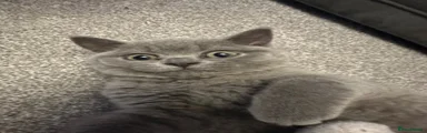 British Shorthair Kitten 1