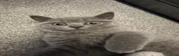 British Shorthair cats for sale: British short hair  - Advert 2