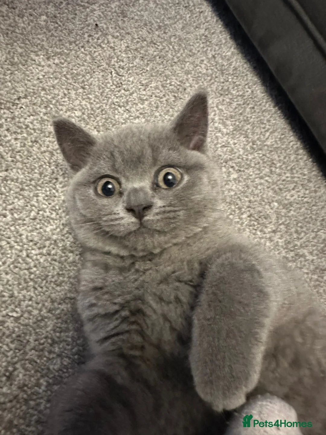 British Shorthair cats for sale: British short hair  - Advert 2