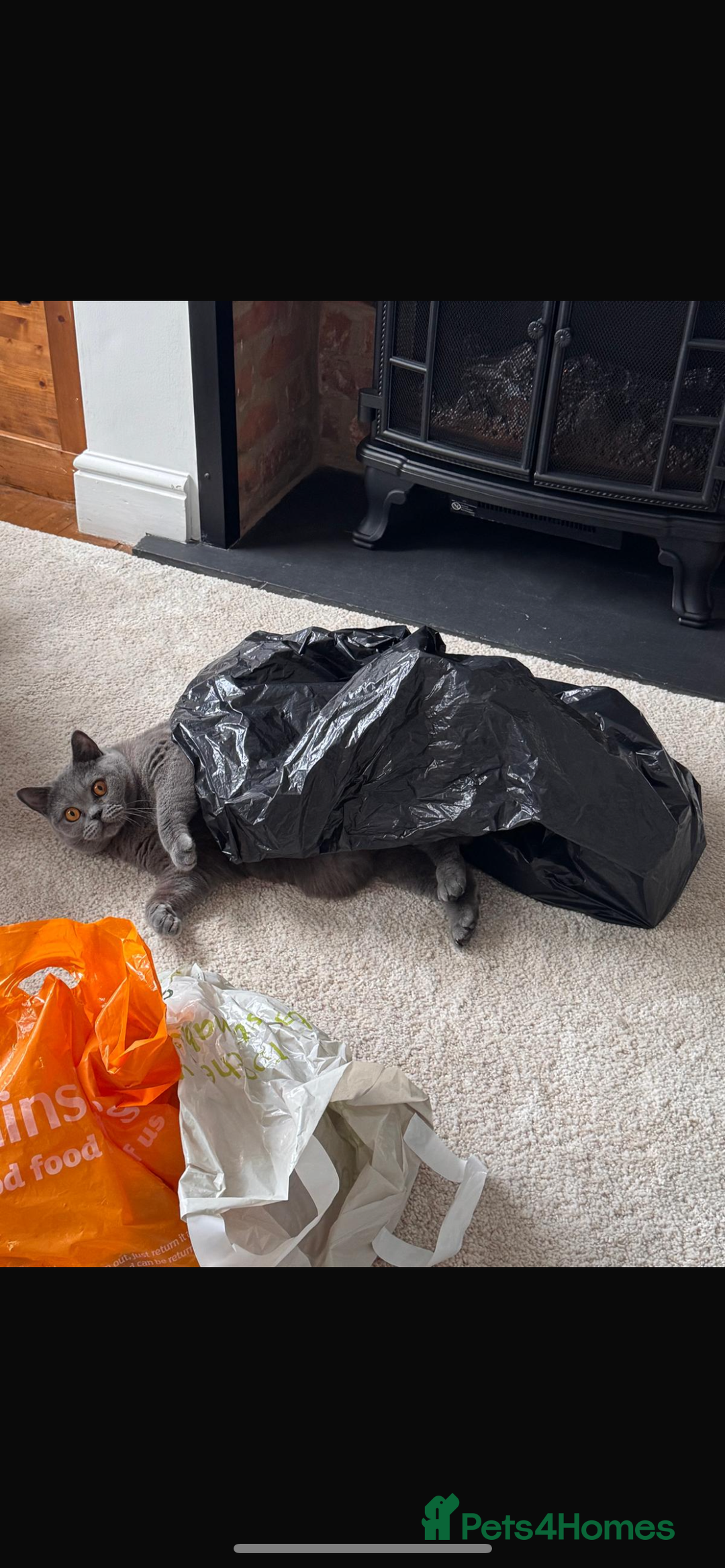 British Shorthair cats for sale: 2 year old female British short hair cat.   - Image 4