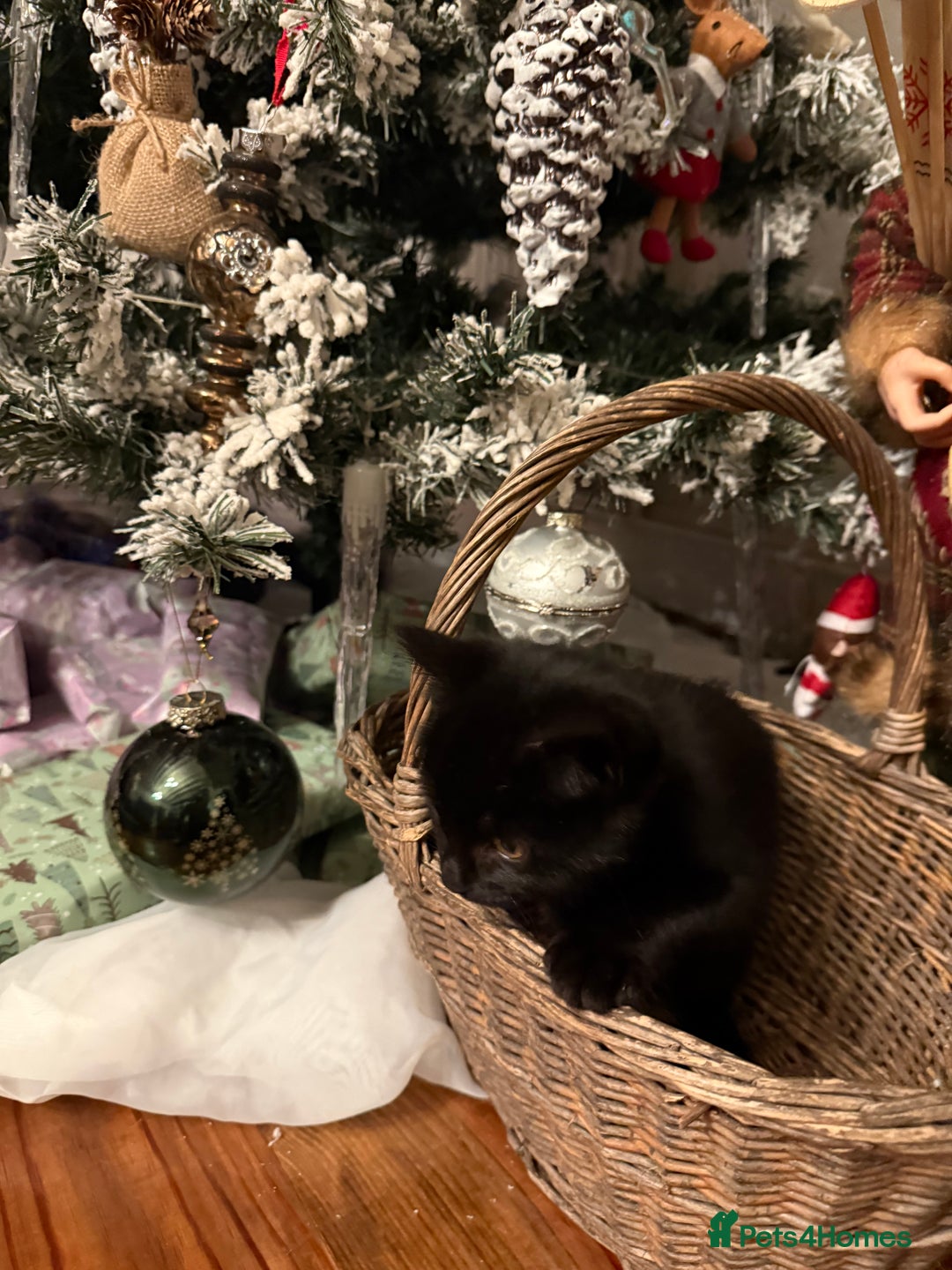 Mixed Breed cats for sale:  **  kittens for Sale  - Advert 6