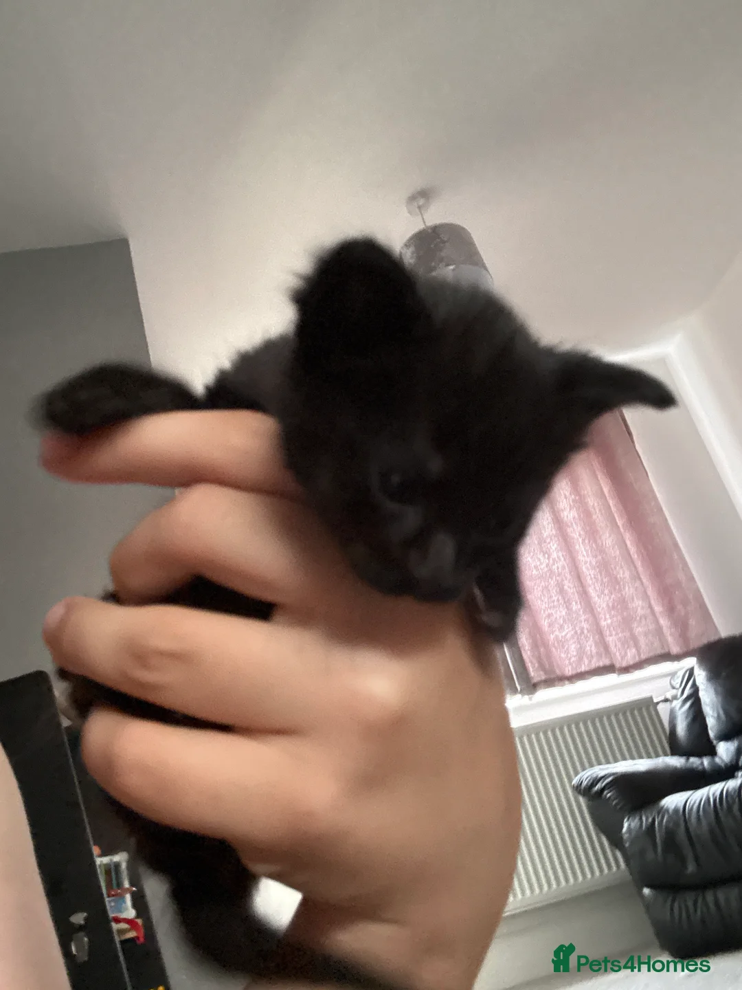 Domestic Shorthair cats for sale: Kittens soon to be ready to have homes in March - Advert 2