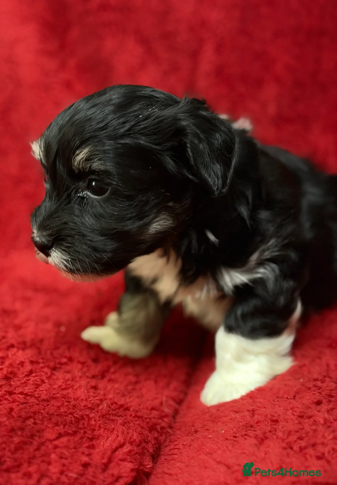 Havanese dogs for sale: ***Beautiful Havanese Puppies *** - Advert 14