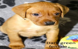Labrador Retriever dogs for sale: Fox red labrador pups ready now - Image 10