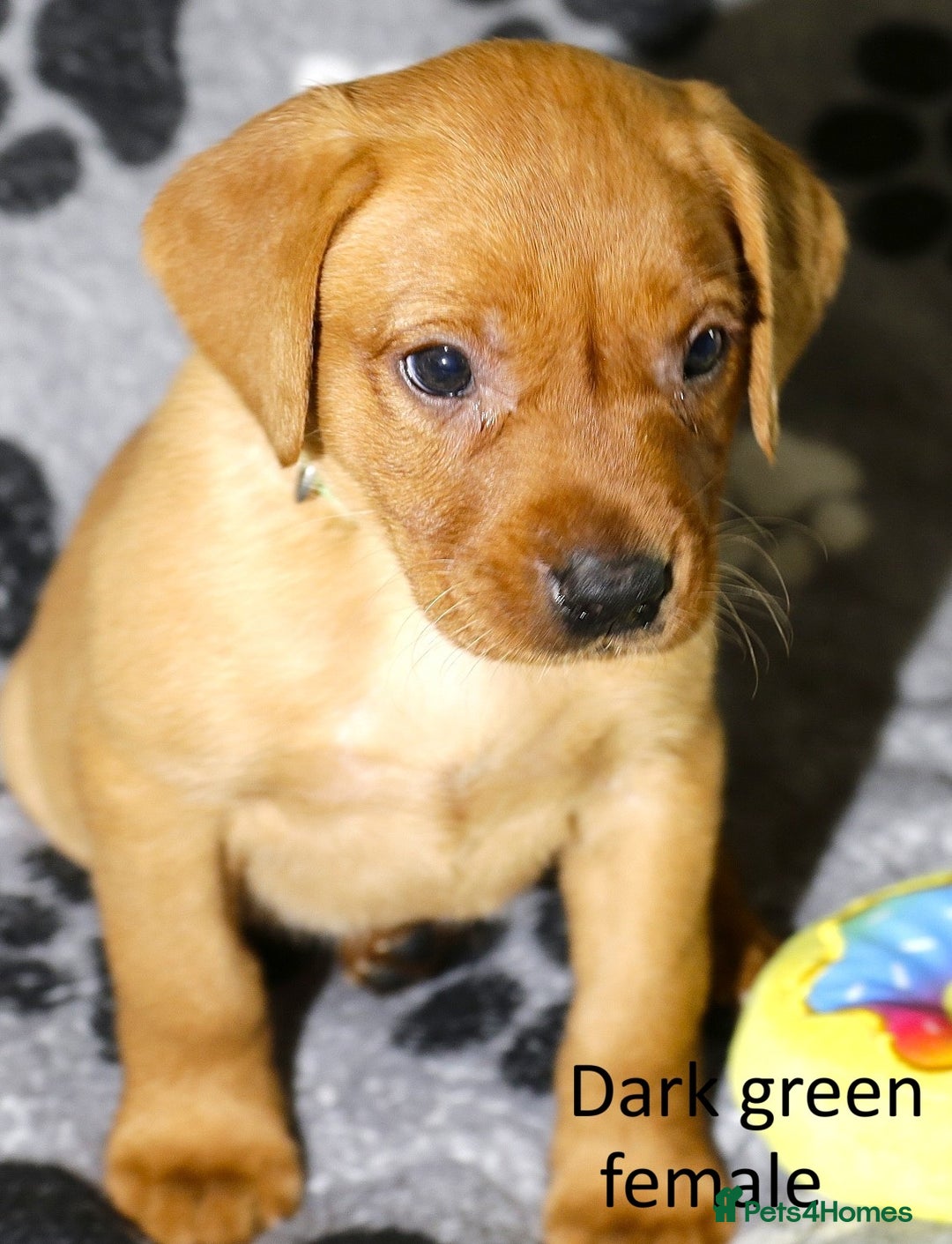 Labrador Retriever dogs for sale: Fox red labrador pups ready now - Image 10